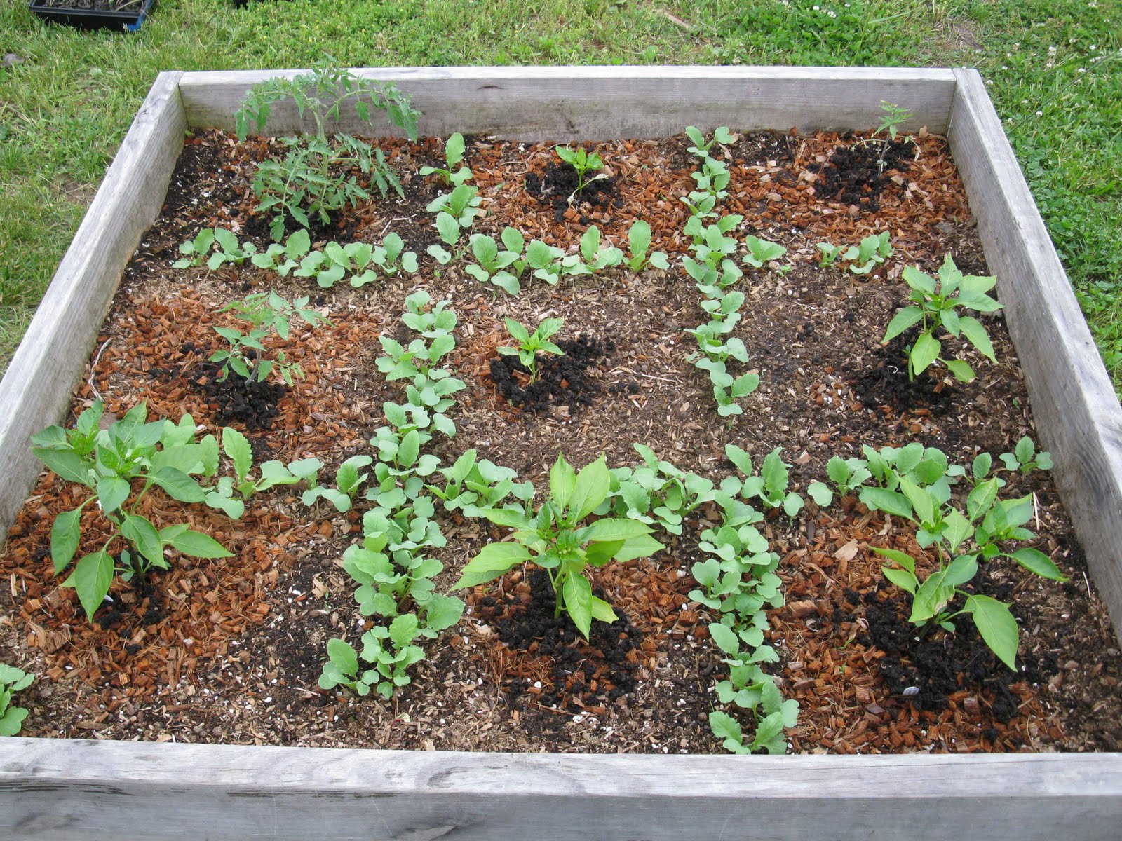 Square Foot Gardening Brussel Sprouts | Fasci Garden